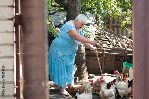 Senior woman, 80 years old, feeding chicken on a farm