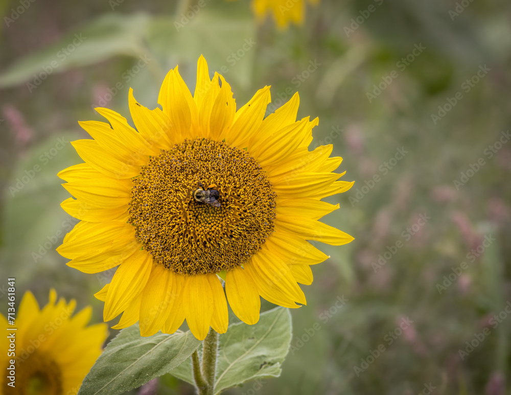 sunflower in the field sunflower in the field