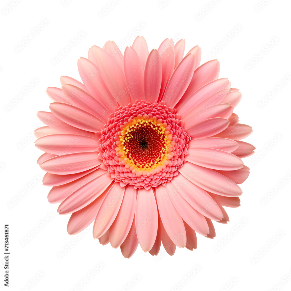 The up-close beauty of a pink gerbera flower, Isolated on Transparent Background, PNG The up-close beauty of a pink gerbera flower, Isolated on Transparent Background, PNG
