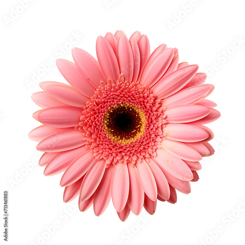 The pink gerbera flower up close, Isolated on Transparent Background, PNG