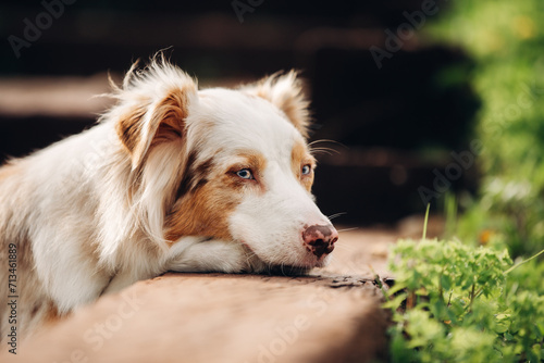 Portrait of a sad dog lying on the stone with grass around