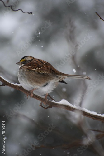 White Throated Sparrow Sitting on a Tree Branch © Abdullah