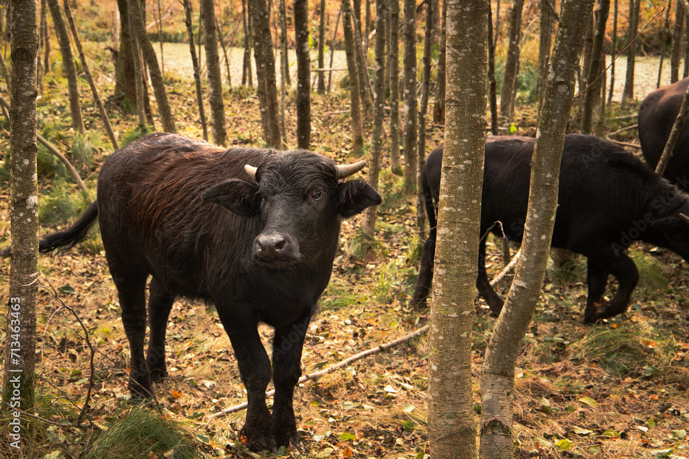 Water Buffalo Roaming in the Natural Forest Water Buffalo Roaming in the Natural Forest