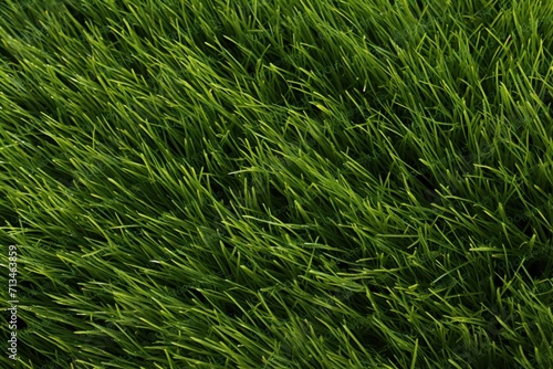  a close up of a green plant with lots of grass in the foreground and a blue sky in the background.