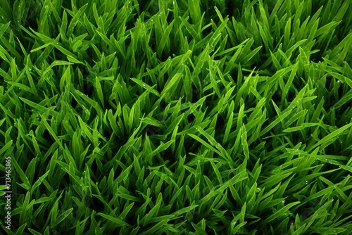  a close up view of green grass with drops of water on the top and bottom of the grass in the foreground.