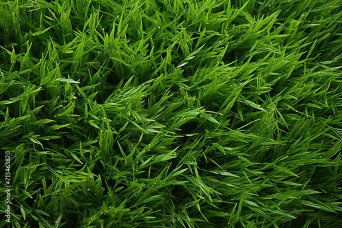  a close up of some green grass with water droplets on the top of the grass and the bottom of the grass with water droplets on the top of the grass.