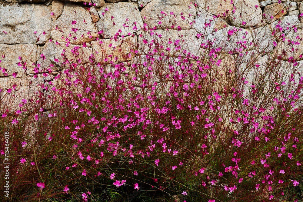 Pink flowers of gaura beeblossom plant