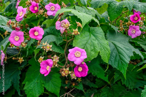 Blossoming Rubus odoratus plant (Purple-flowered Raspberry or Virginia raspberry) with pink purple flowers and leaves look like maple close up photo