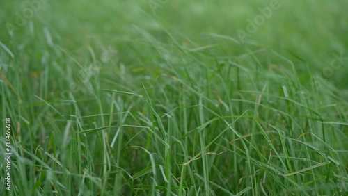 Wallpaper Mural green grass in the wind Torontodigital.ca