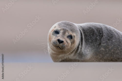 Close up portrait of very cute Harbor Seal (Phoca vitulina) in natural environment on the beach of The Netherlands. Photographed on a windy day in a sandstorm. Wildlife.
