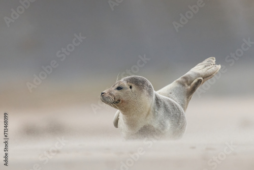 Harbor Seal (Phoca vitulina) in natural environment on the beach of The Netherlands. Photographed on a windy day in a sandstorm. Wildlife. photo