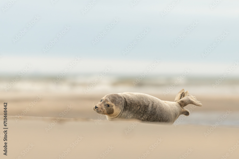 Fototapeta premium Harbor Seal (Phoca vitulina) in natural environment on the beach of The Netherlands. Photographed on a windy day in a sandstorm. Wildlife.