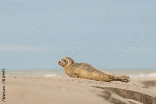 Harbor Seal (Phoca vitulina) in natural environment on the beach of The Netherlands. Photographed on a windy day in a sandstorm. Wildlife.