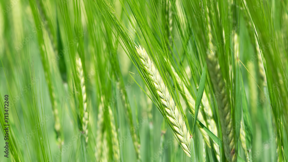 spikelets. cobs of corn close-up. Fresh green young unripe juicy spikelets of wheat on a blurred green field. Oats, rye, barley. harvest in spring or summer, closeup of a field spikelets. cobs of corn close-up. Fresh green young unripe juicy spikelets of wheat on a blurred green field. Oats, rye, barley. harvest in spring or summer, closeup of a field
