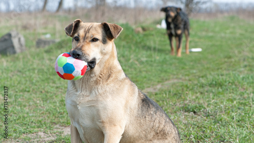 red-haired dog. a large dog holds a ball in his mouth, sits on the green grass. playful animal. the dog wants to play on the lawn. a pet. colored ball in the teeth of a dog