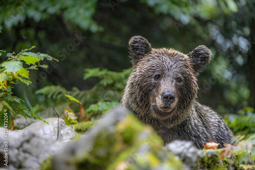 The MumSlovenian brown bear Portrait © Claus