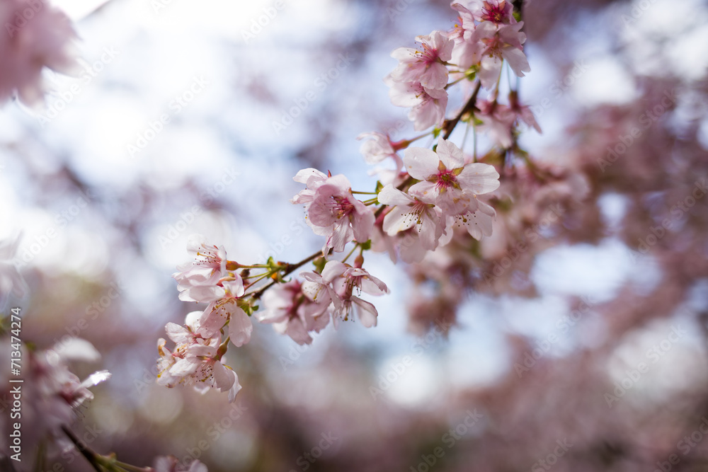 Blooming cherry blossom branches in spring. Closeup of pink flowers with soft bokeh background with branches and twigs in sunlight Blooming cherry blossom branches in spring. Closeup of pink flowers with soft bokeh background with branches and twigs in sunlight