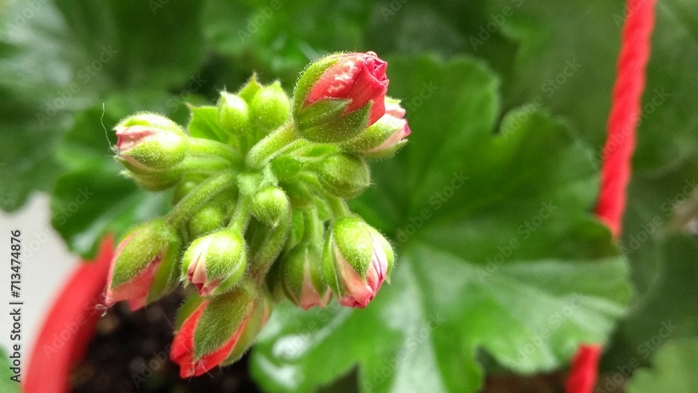 small, red flower budding in potted plant with green leaves