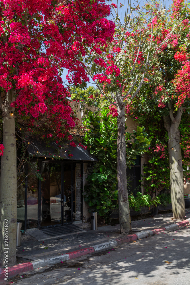Bursts of vivid pink bougainvillea adorn an inviting alley entrance, adding a touch of nature's beauty to the historic Neve Tzedek district in Tel Aviv, Israel