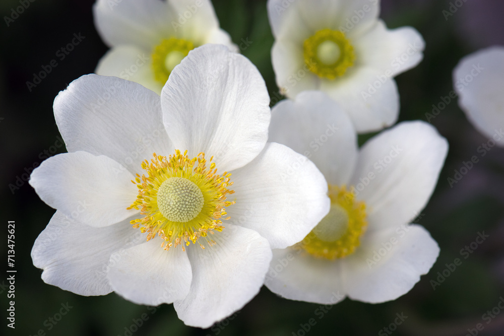 Anemone sylvestris. delicate flowers in the garden, in the flowerbed. floral background. beautiful delicate Anemone sylvestris. white flowers on a natural green background. close-up Anemone sylvestris. delicate flowers in the garden, in the flowerbed. floral background. beautiful delicate Anemone sylvestris. white flowers on a natural green background. close-up