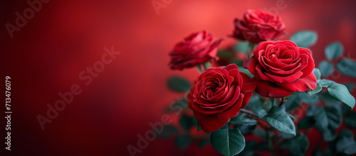 Red rose flower background. Floral wallpaper  banner. February 14  valentine s day  love  8 march women s day theme. Mother s day.