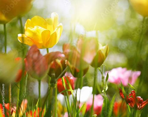 tulpen in blüte, blumen farben natur garten frühling freizeit