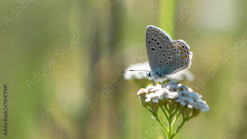 The blue butterfly, Pseudophilotes bavius, sits on white wildflowers on a beautiful summer day. macro with selective focus. isolated on natural blurred background. autumn season. beauty of nature photo