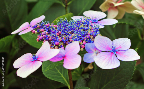 Hydrangea macrophylia serrata with saturated colors. photo