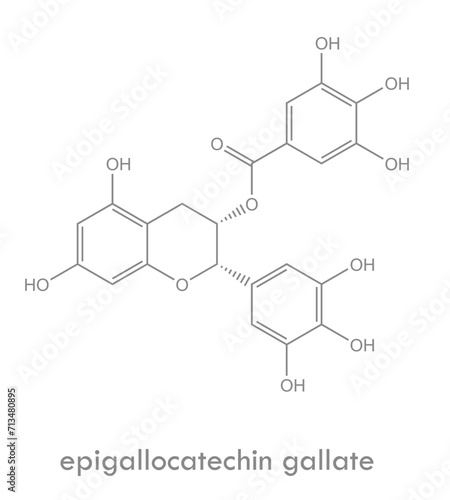 Epigallocatechin gallate structure. Molecule of catechin (polyphenol) found in tea.