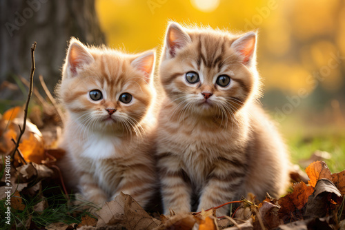 Cute red kittens on a background of grass © Michael