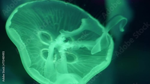 Jellyfish with neon glow effect in a marine aquarium in Kyiv, Ukraine