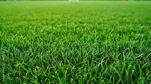 Green grass for a soccer sports field