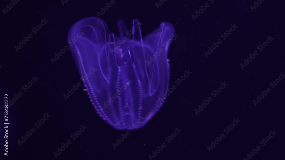 Jellyfish Warty scallop Jelly Mnemiopsis Leidyi in the aquarium of the oceanarium Jellyfish Warty scallop Jelly Mnemiopsis Leidyi in the aquarium of the oceanarium