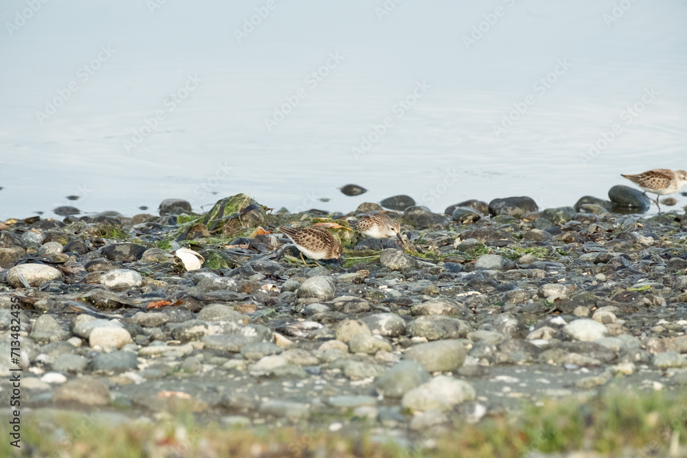 Fototapeta premium a flock of birds