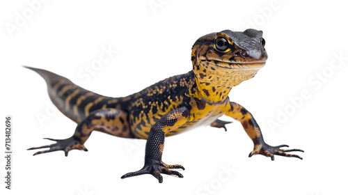 Close Up of Lizard on White Background