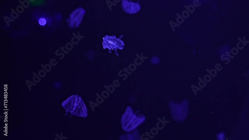 Jellyfish Warty scallop Jelly Mnemiopsis Leidyi in the aquarium of the oceanarium photo