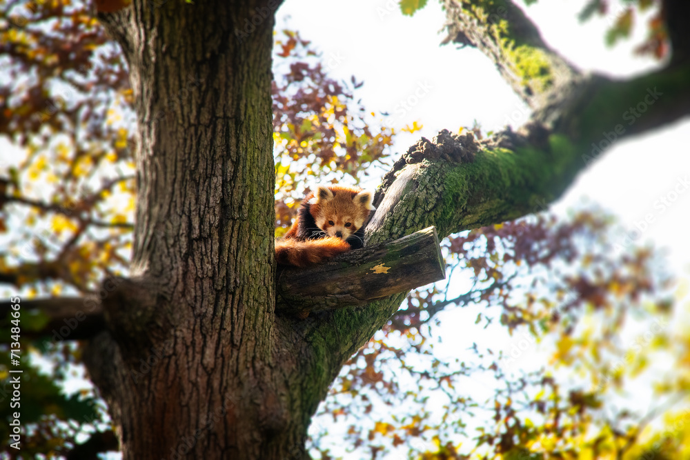 Fototapeta premium Adorable little red panda hanging on a tree.