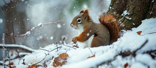 A fluffy squirrel in a winter forest sits on a white clean snowdrift. Copy space image. Place for adding text or design