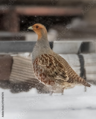 Gray Partridge looking for food in a lumber yard in winter