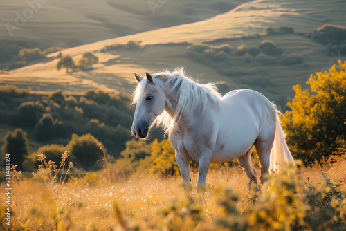 Andalusian horse - Spain - Andalusians are elegant horses with a long history, characterized by their strong build and remarkable dressage abilities