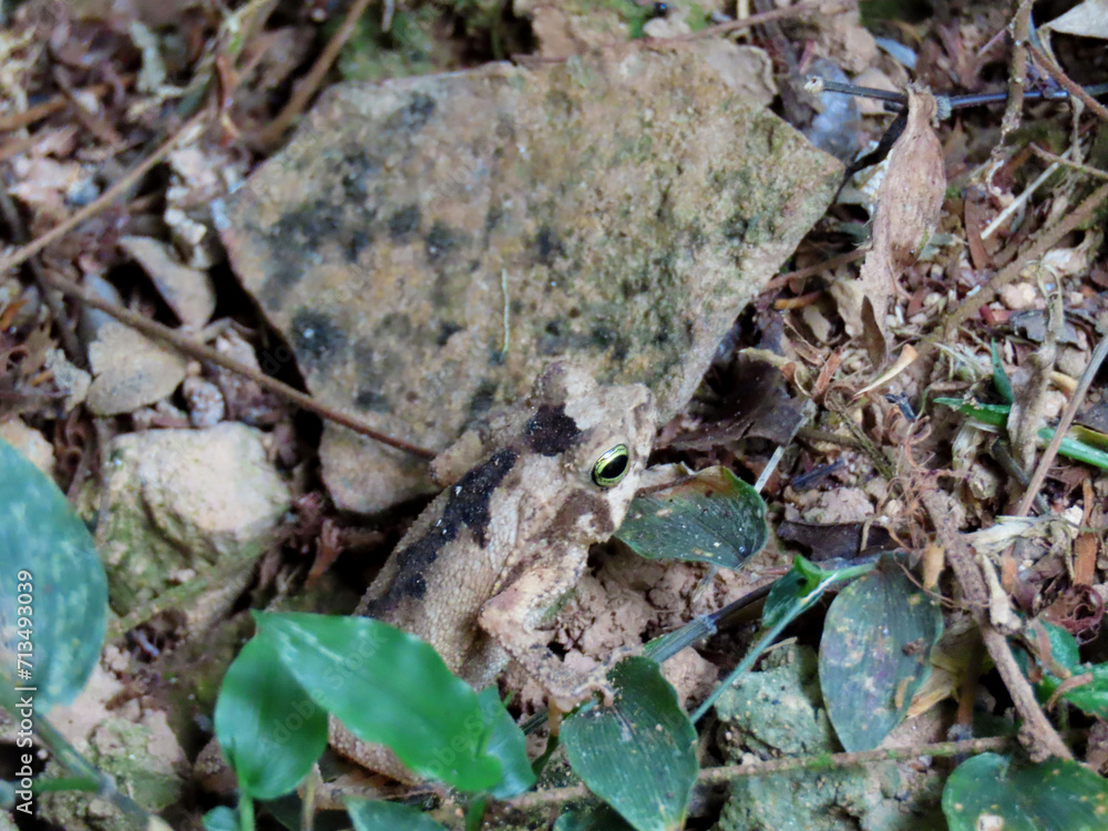 Frog gray Frog gray