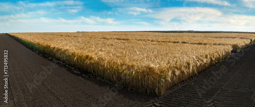 plots of ripe wheat harvested wheat field in arable land with blue sky