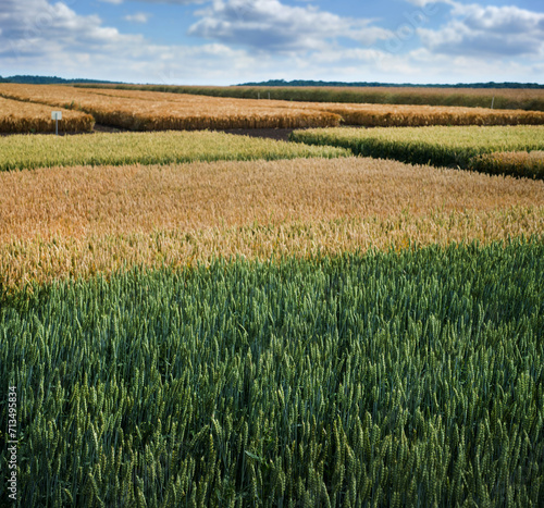 different varieties of grain crops, plots of ripe wheat field with blue sky