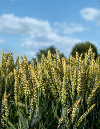 Green wheat field on a sunny summer day. Ears of corn close-up
