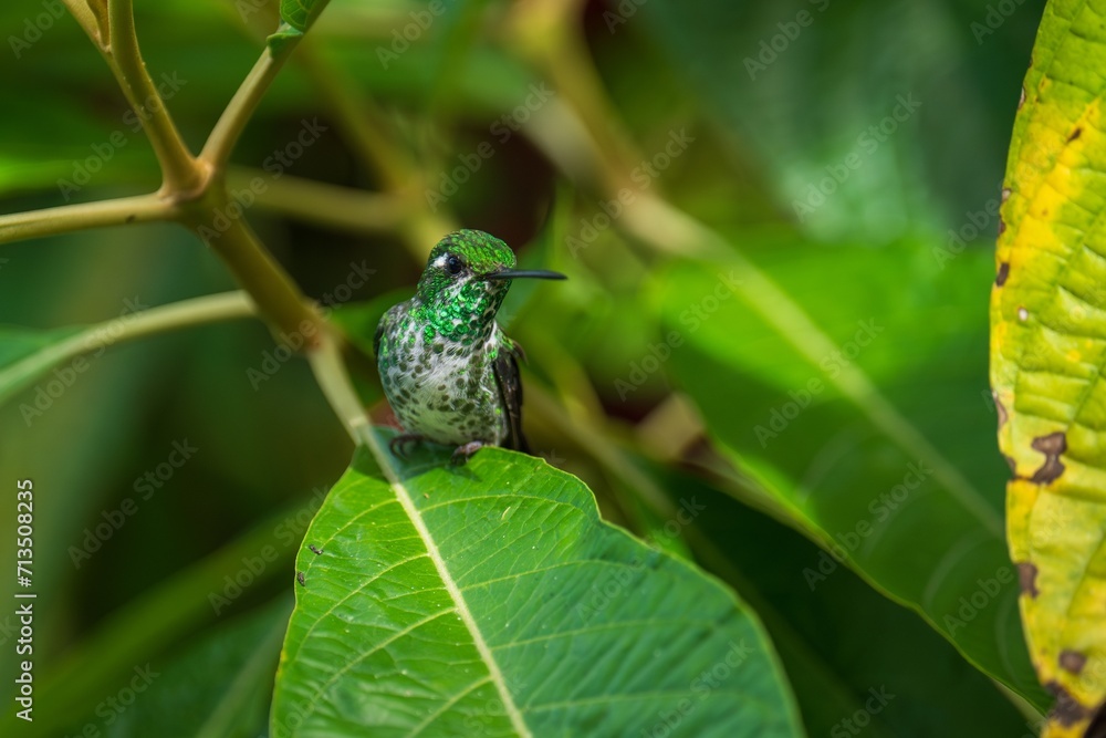 Obraz premium Beautiful Female White-necked Jacobin hummingbird, Florisuga mellivora, hovering in the air with green and yellow background. Best humminbird of Ecuador.