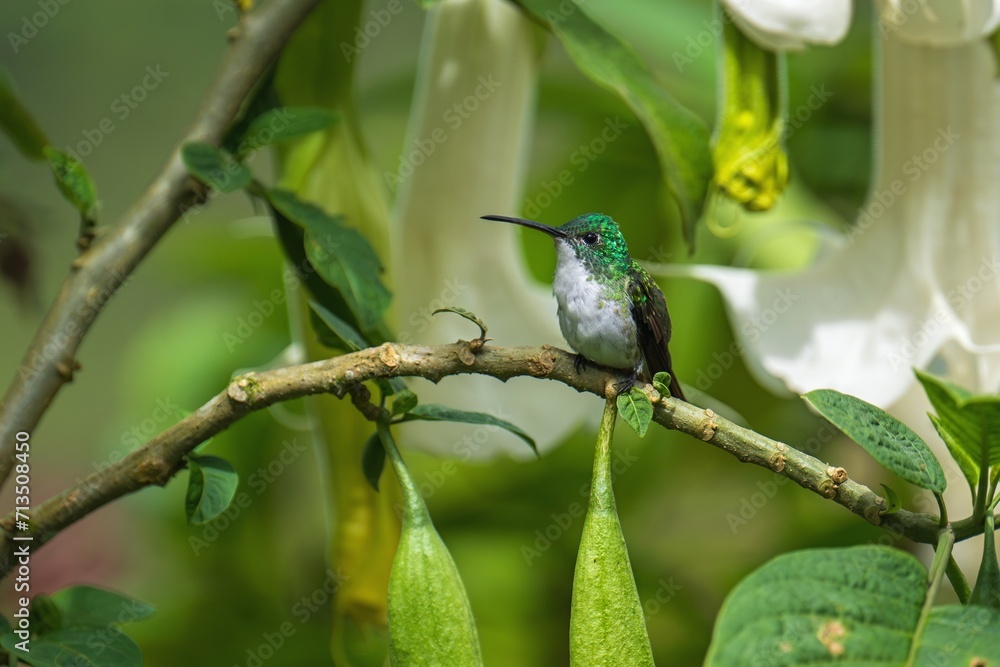 Fototapeta premium The Andean emerald (Uranomitra franciae), hummingbird, green and white bird found at forest edge, woodland, gardens and scrub in the Andes of Colombia, Ecuador.
