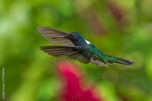 Beautiful White-necked Jacobin hummingbird, Florisuga mellivora, hovering in the air with green background
