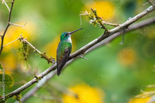 The Andean emerald (Uranomitra franciae), hummingbird, green and white bird found at forest edge, woodland, gardens and scrub in the Andes of Colombia, Ecuador. photo