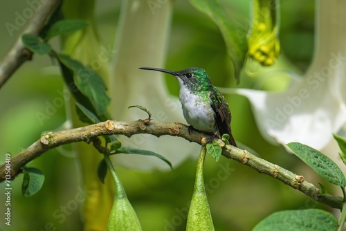 The Andean emerald (Uranomitra franciae), hummingbird, green and white bird found at forest edge, woodland, gardens and scrub in the Andes of Colombia, Ecuador. photo