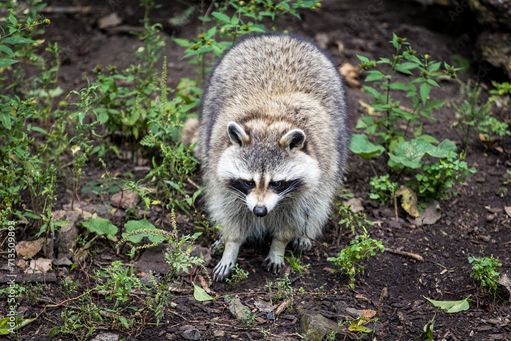 Naklejka premium raccoon on the ground